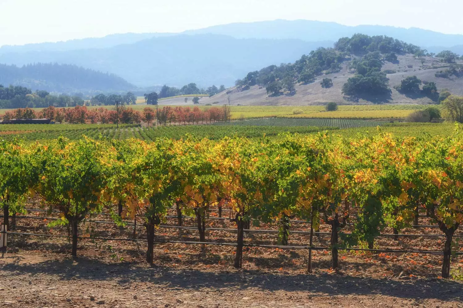 A vineyard in Lodi, california.