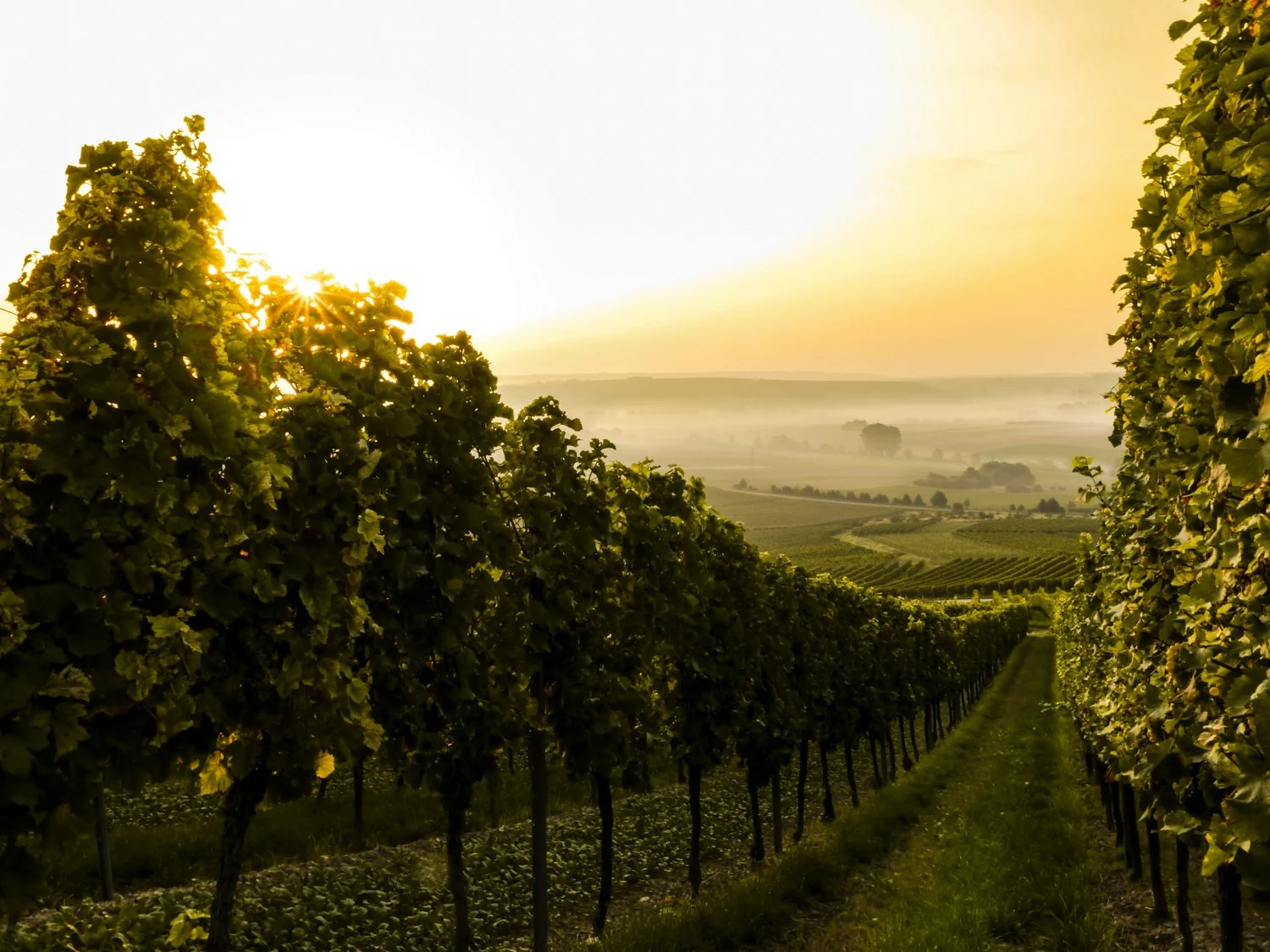 A vineyard with rows of vines at sunset.