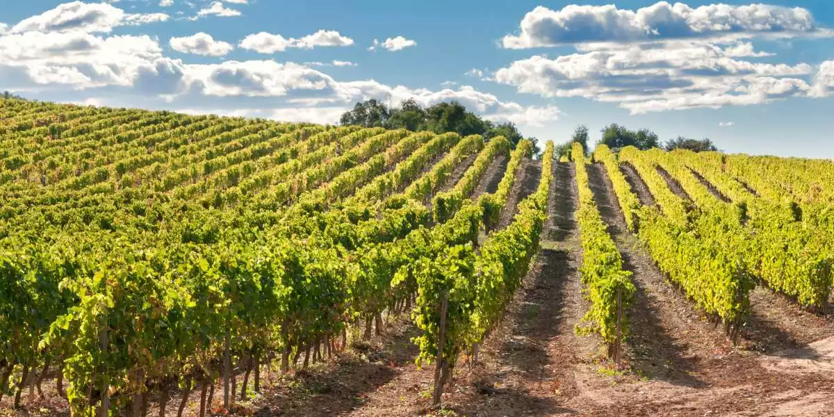 A vineyard with rows of vines under a blue sky.