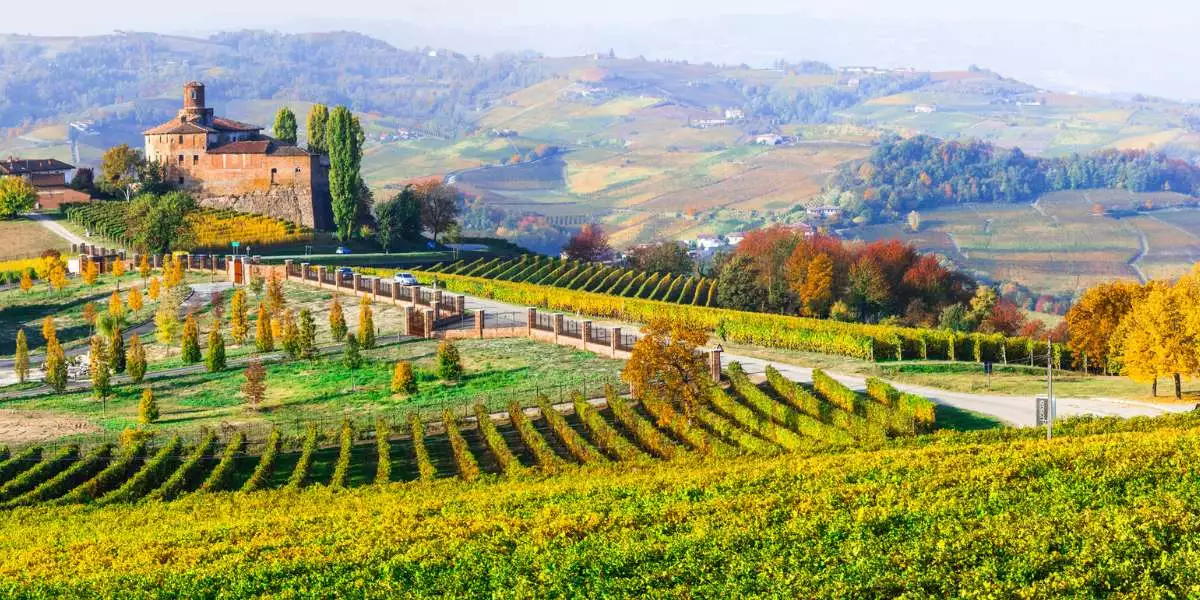 A vineyard in Italy with trees and a castle in the background.