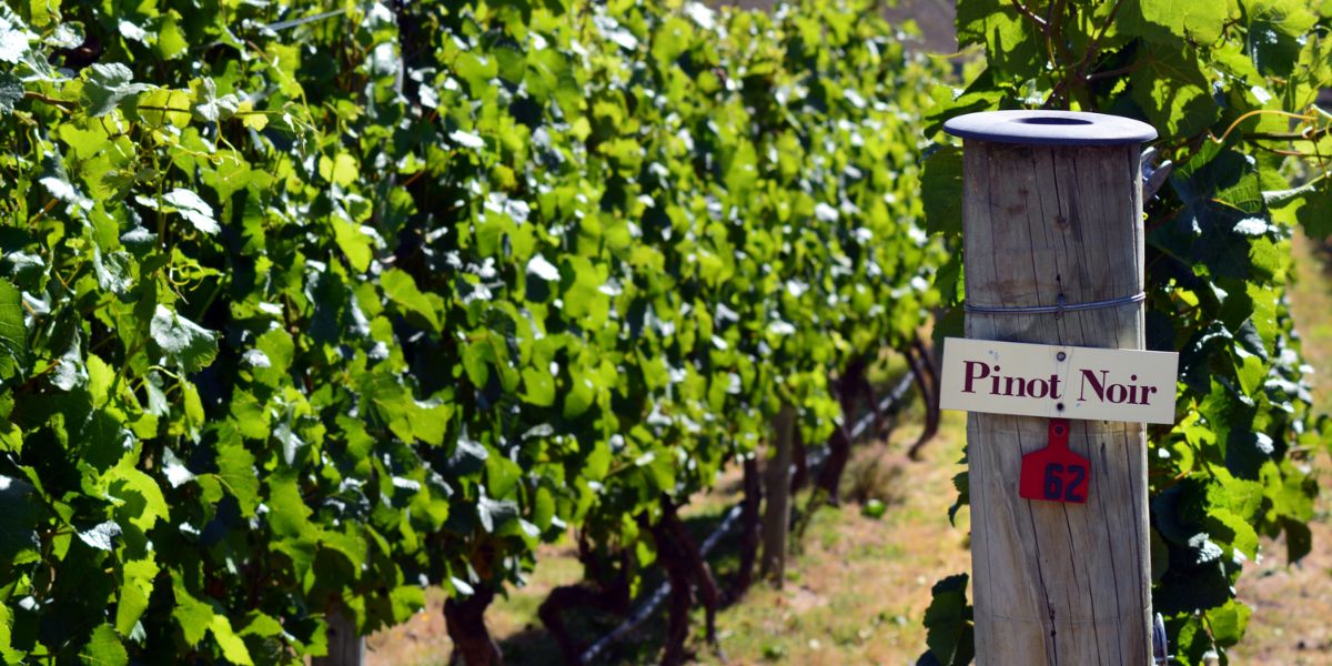 A sign saying "oregon pinot noir" on a pole in a vineyard in Oregon.