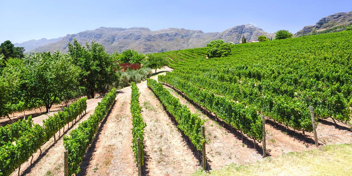 A vineyard with mountains in the background.
